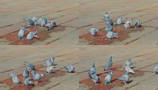 故宫喝水的鸽子高清在线视频素材下载
