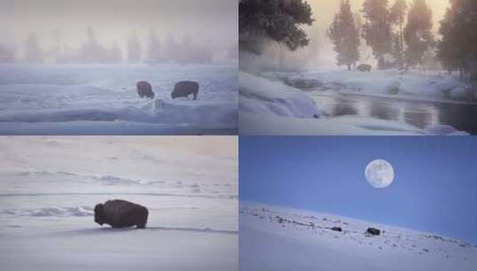 森林野牛河边喝水觅食雪天雪地雪景高清在线视频素材下载