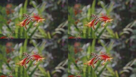 雄黄兰火星花庭院植物高清在线视频素材下载