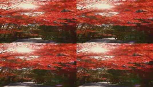 秋天唯美红叶红枫光影 阳光穿过树叶竖屏高清在线视频素材下载