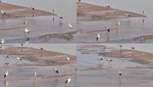 鄱阳湖候鸟航拍高清在线视频素材下载