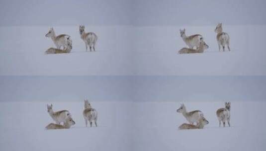 三只惊悚的小黄羊蒙原羚高清在线视频素材下载