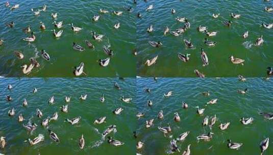 冬季阳光下公园湖面上一群鸭子高清在线视频素材下载