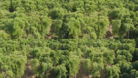 江南竹林竹海竹山航拍高清在线视频素材下载