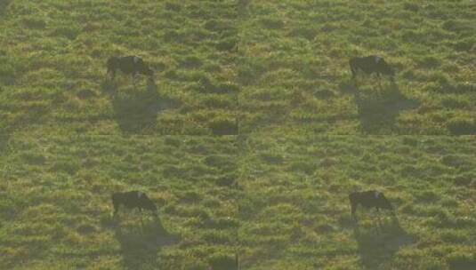 放养的牛群高清在线视频素材下载