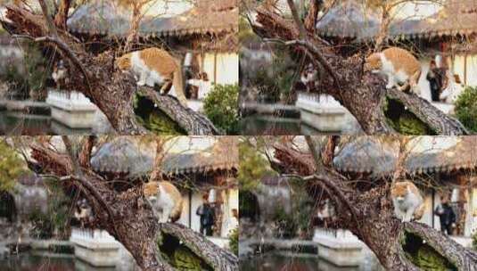 江南园林南京瞻园中式庭院里的猫高清在线视频素材下载