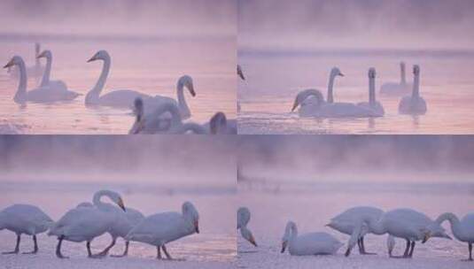 冬季寒冷冰河上野生的白天鹅在飞翔嬉戏觅食高清在线视频素材下载
