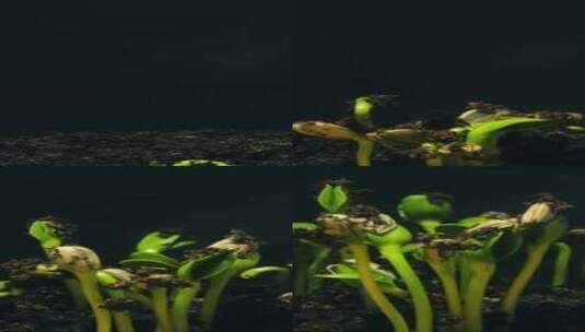 植物种子生根发芽生长动画高清在线视频素材下载