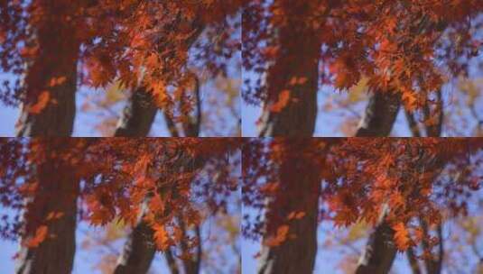 秋天树叶唯美秋景高清在线视频素材下载