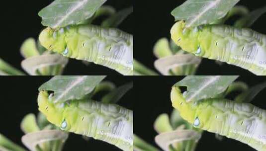 绿色的虫子吃叶子高清在线视频素材下载