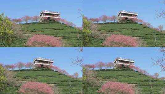 福建漳平龙岩永福樱花茶园高清在线视频素材下载