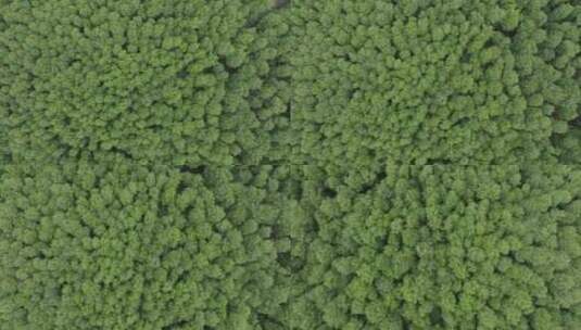 绿色森林树林自然生态绿色环保高清在线视频素材下载