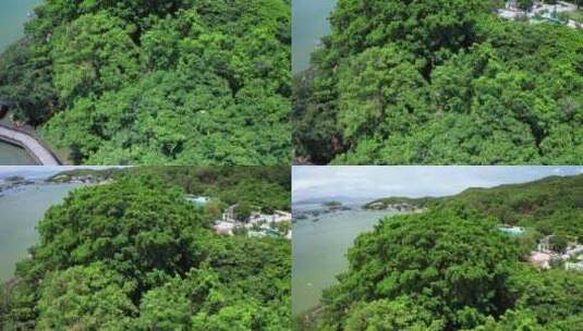 4K航拍海岛榕树上的野生白鹭高清在线视频素材下载