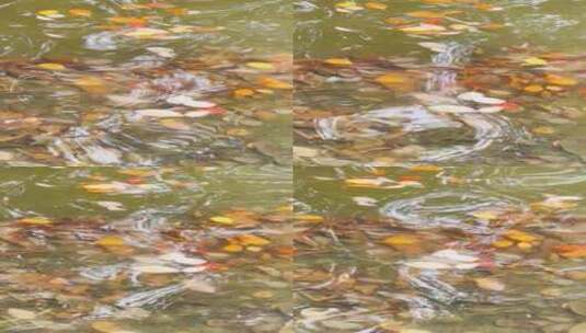 水中的叶子高清在线视频素材下载