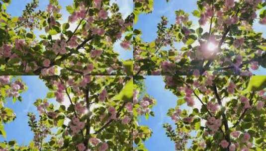 春天阳光下盛开的粉色樱花仰拍高清在线视频素材下载