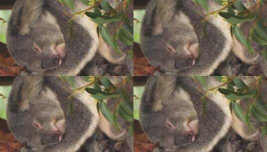 成年雄性考拉睡在桉树上——垂直格式高清在线视频素材下载