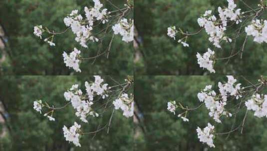 美丽樱花特写高清在线视频素材下载