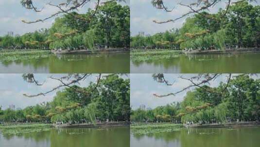 翠湖公园昆明3695高清在线视频素材下载