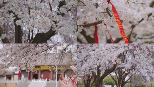 香积寺漫天飞舞的樱花雨高清在线视频素材下载