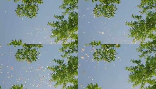 空中飞舞的花瓣高清在线视频素材下载