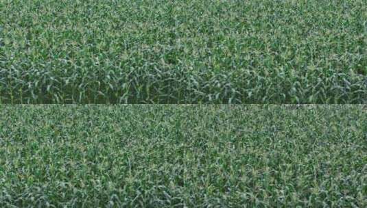 玉米种植杂粮农业穗玉米地实拍高清在线视频素材下载