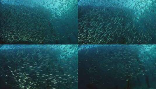 在深海中游泳的鱼群_4K高清在线视频素材下载
