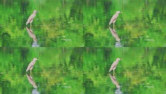杭州西湖茅家埠春天水面上的夜鹭高清在线视频素材下载