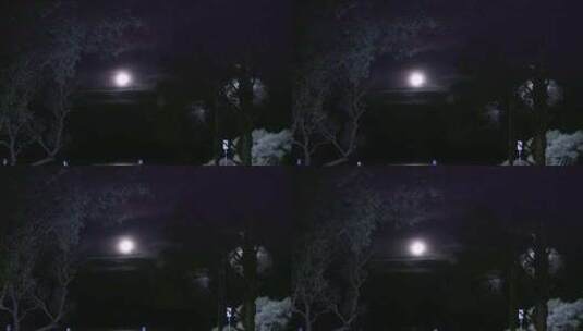 雄伟的满月在森林上空，一只鸟在和平的夜晚高清在线视频素材下载