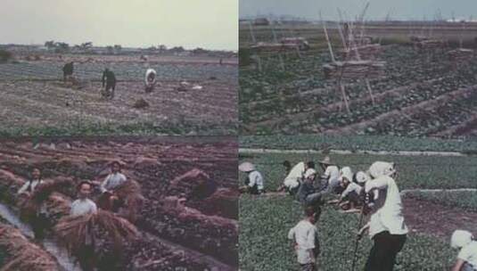 1958年解放初的农村生活高清在线视频素材下载