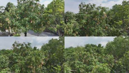 云南瑞丽市绿化带里芒果挂满枝头高清在线视频素材下载