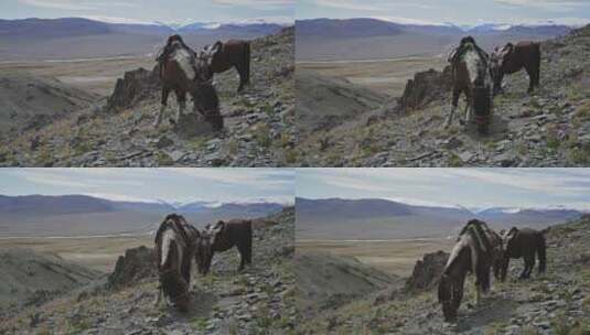 在白雪覆盖的群山下岩石悬崖边吃草的马高清在线视频素材下载