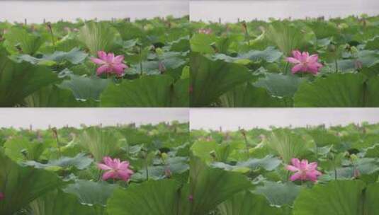 济南夏季大明湖，雨中荷花盛开娇艳醉人高清在线视频素材下载