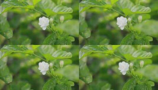 唯美茉莉花与茉莉花茶制作福州茉莉花种植园高清在线视频素材下载