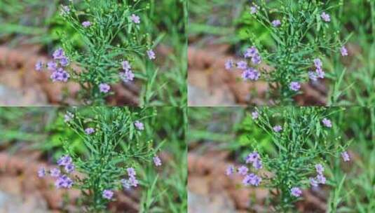 夏季雨后山间野花昆虫采蜜高清在线视频素材下载