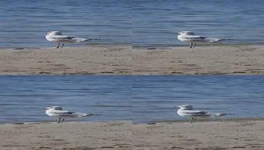 海边海鸥高清在线视频素材下载