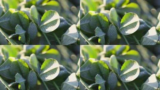 ‘ 冰霜 早晨 幸运草 特写 植物高清在线视频素材下载