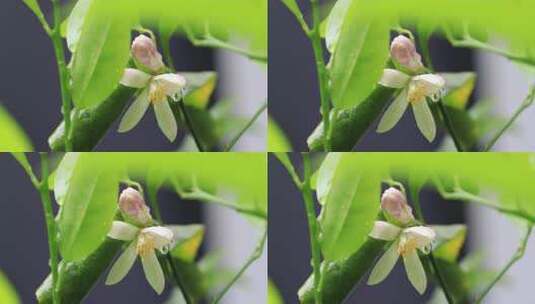 带雨珠的清新柠檬花花朵微距特写高清在线视频素材下载