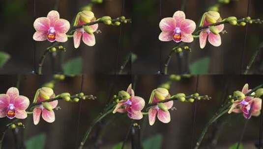 蝴蝶兰 兰花 花朵 观赏花 卉漂亮的花朵高清在线视频素材下载