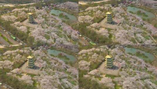 春天里朝阳下的武汉东湖樱园航拍4k25p高清在线视频素材下载