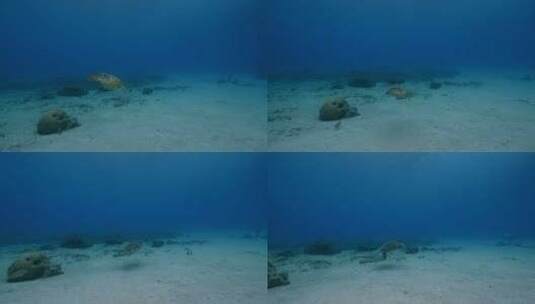 海龟，海洋，海洋生物，水下高清在线视频素材下载