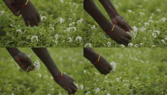 鲜花，草地，非洲，采摘高清在线视频素材下载