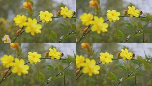 早春迎春花清明花小黄花花簇花瓣花蕊花朵高清在线视频素材下载