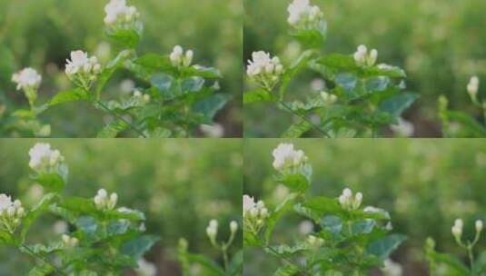 唯美茉莉花与茉莉花茶制作福州茉莉花种植园高清在线视频素材下载