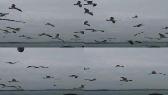 竖版航拍大海海洋海鸥飞翔高清在线视频素材下载