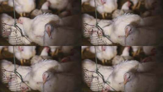 肉鸡白羽鸡的饲养 (5)高清在线视频素材下载
