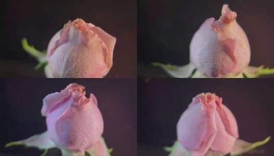 花苞玫瑰花蕾520鲜花 (7)高清在线视频素材下载