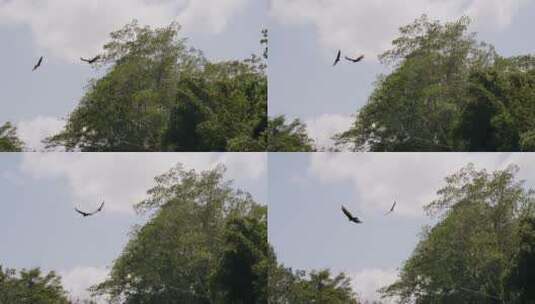 两只鹰在天空翱翔高清在线视频素材下载