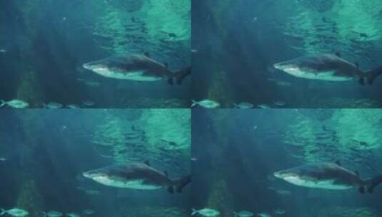 水下的鲨鱼高清在线视频素材下载