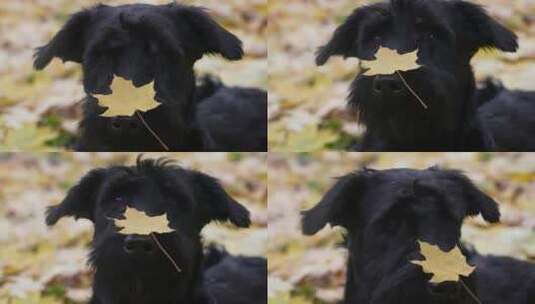 一片树叶落在狗鼻子上高清在线视频素材下载
