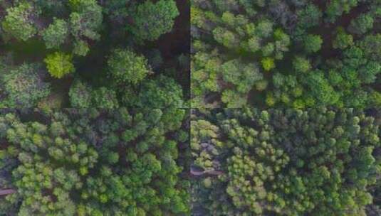 原始森林视频俯拍山区云南松原始森林高清在线视频素材下载